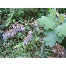 Fabricação de Qualidade Confiável Macleaya Cordata Extrato 60% Alcalóides Sanguinarine